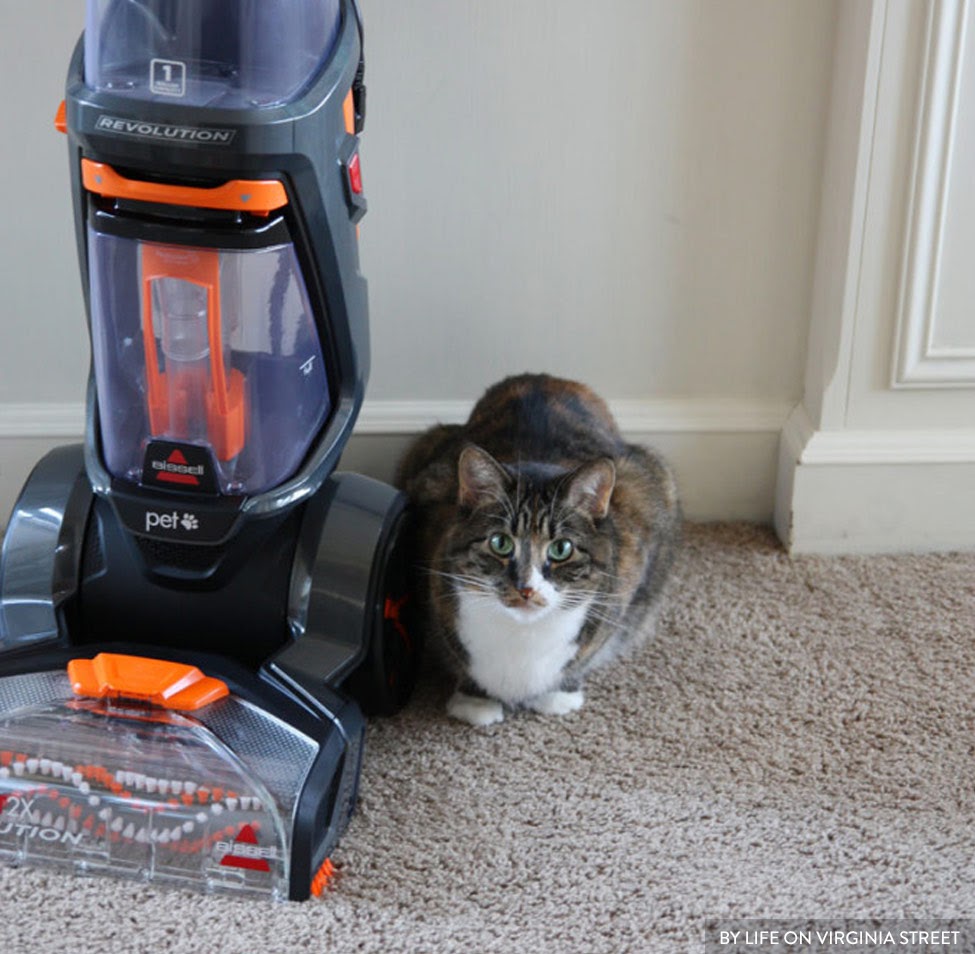 Cute cat with Bissel vacuum cleaner by Life on Virginia Street
