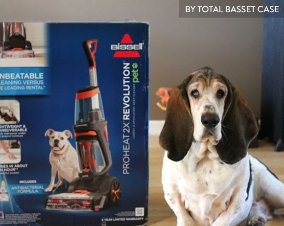 Cute dog with Bissel vacuum cleaner by Total Basset Case